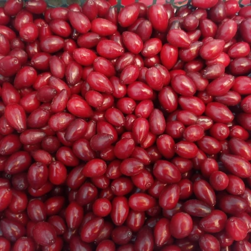 buy زغال‌اخته